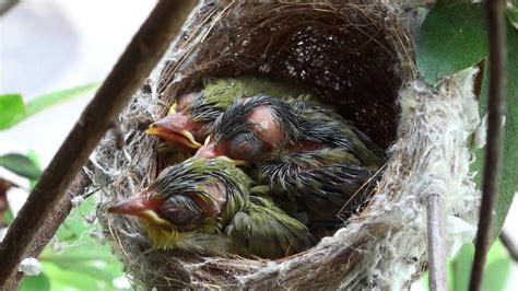 綠繡眼 孵化 鸟巢在家好吗